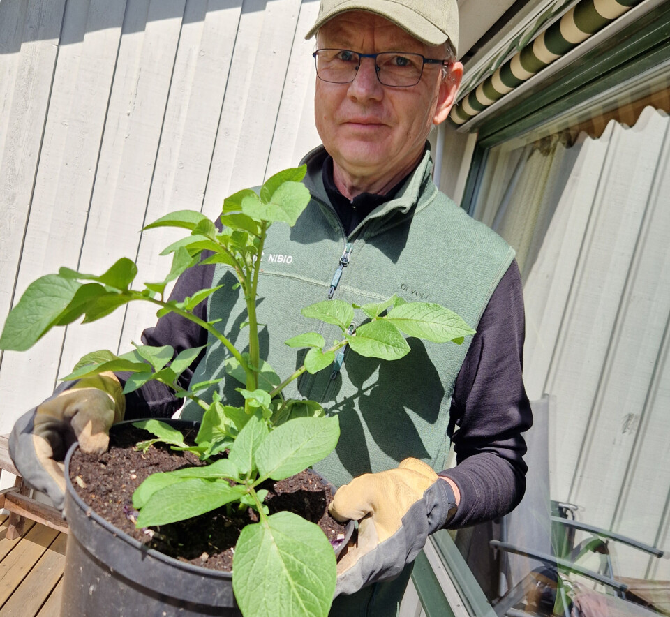 The soil you buy at the garden centre can easily be reused year after year. That's what Trond Knapp Haraldsen does, growing potatoes in pots with reused soil. Mann viser fram en potetplante i potte.