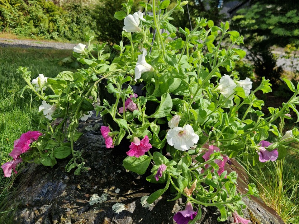 The hanging basket with petunias was bought three years ago. The flowers only last one summer, but the soil can be used for several years. Petunia i krukke.