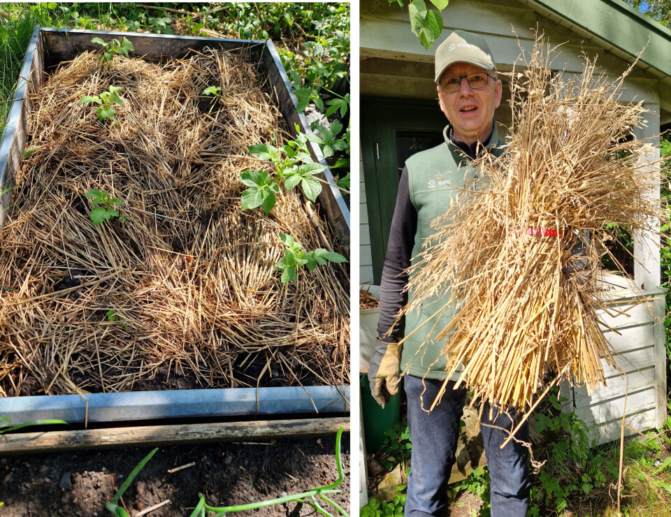 In his kitchen garden, Trond Haraldsen covers the beds with straw, which reduces weeds. He reuses his Christmas sheaf as straw in the spring. Bed med halm. Mann med julenek.