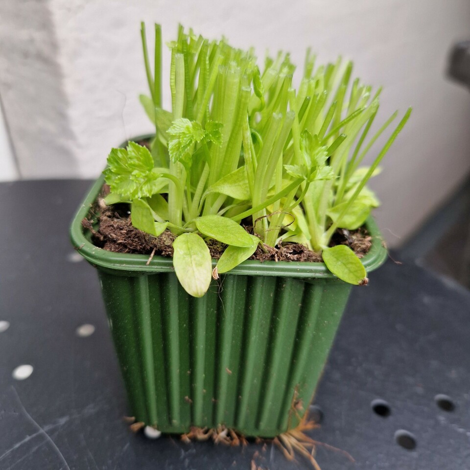Even the soil in the small herb pots from the store can be reused. You just mix it into other soil. If there’s a little parsley left, it doesn’t matter. Krydderplante som er brukt opp.