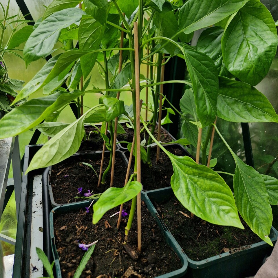 The principle is: the bigger the plant, the more fertiliser. This also applies to bell pepper plants that produce large fruits. (Paprikaplanter)