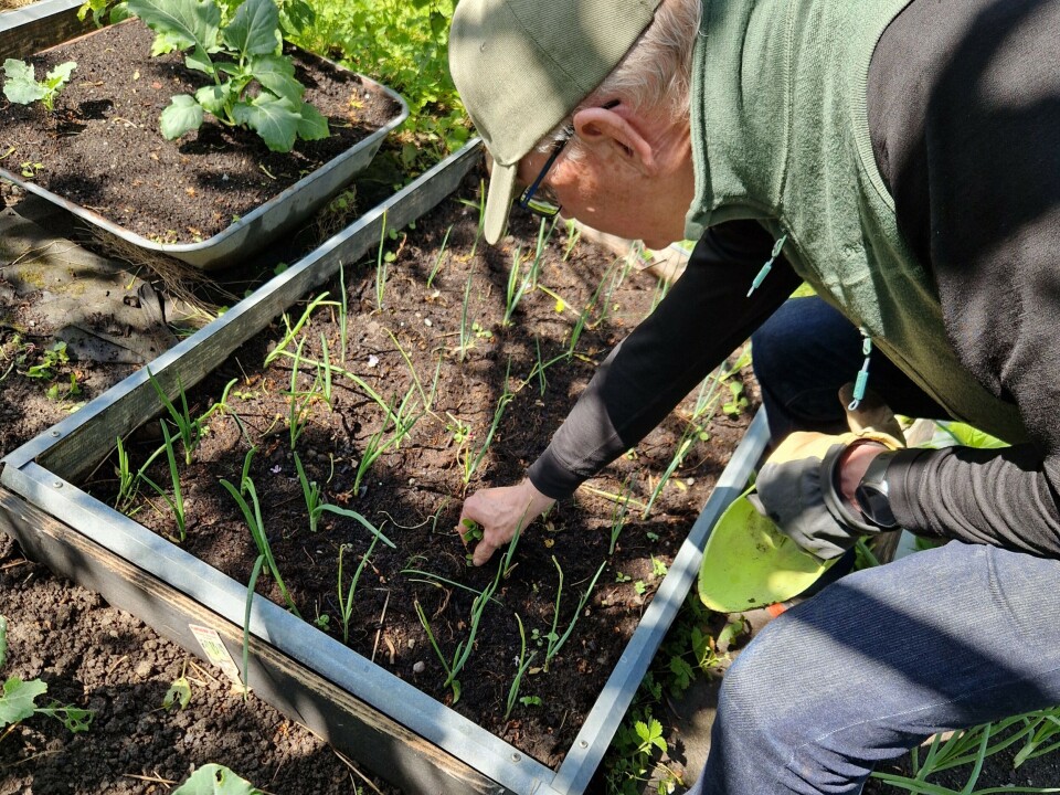 When the soil can no longer be used, Trond Knapp Haraldsen puts it in his kitchen garden. Over time, it will improve the heavy clay soil. Mann i kjøkkenhage.