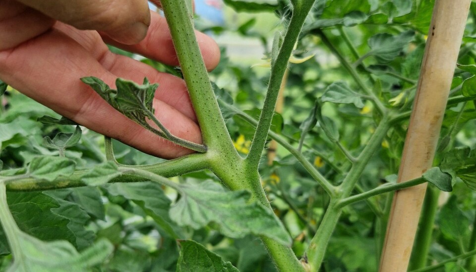Trond Knapp Haraldsen advises to pinch off the side shoots on tomato plants. Sideskudd tomatplante.