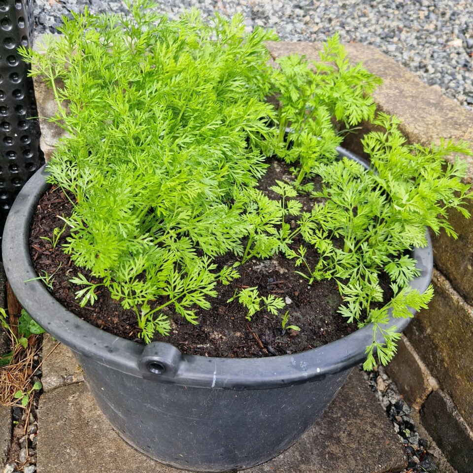 Carrots grow well in tubs and pots. Balje med gulrøtter.