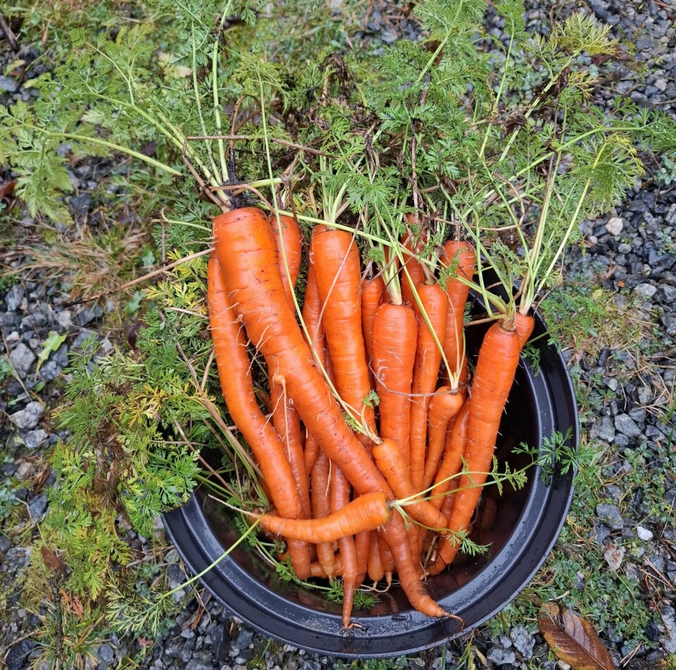 The height of the pot determines the length of the carrots. This is Trond Haraldsen's record. Lange gulrøtter i en balje.
