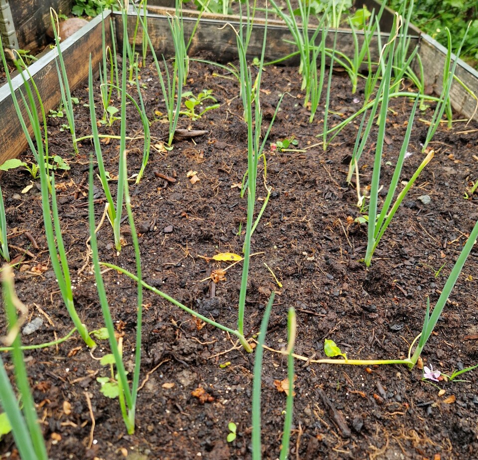 Various types of onions are also easy to grow. You can buy small sets or ready-made seedlings in pots. Haraldsen grows, among other things, spring onions. 'Just make sure not to overcrowd the pot. They can’t be planted too closely together,' he advises. Vårløk i bed.