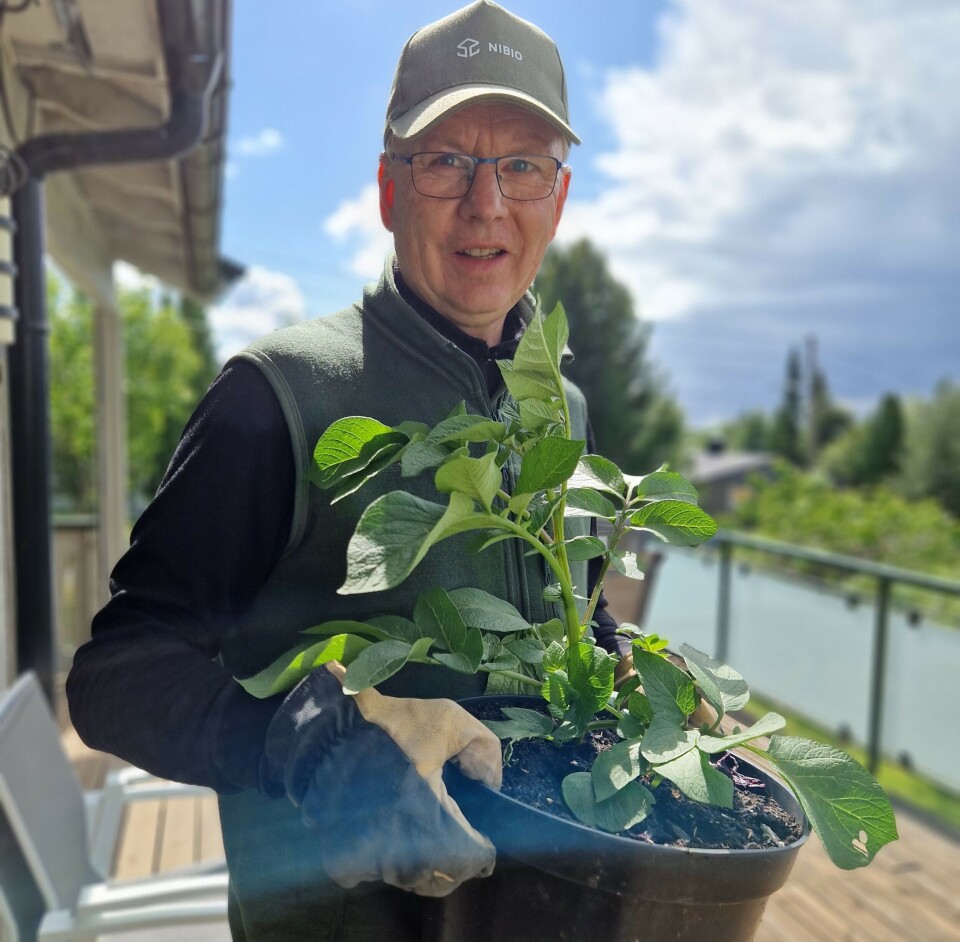 Trond Knapp Haraldsen grows potatoes in pots. He prefers varieties that come early. 'That's when they taste best, and you really get the benefit of growing them yourself,' says Haraldsen, who is a senior researcher at NIBIO. Mann med potetplante i potte.