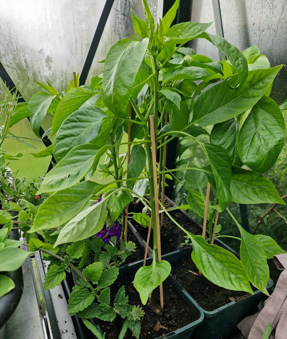 Bell peppers grow well on the balcony. 'I've chosen sweet pointed peppers. These plants need plenty of water because they're supposed to produce large fruits,' says Haraldsen. Paprikaplanter.