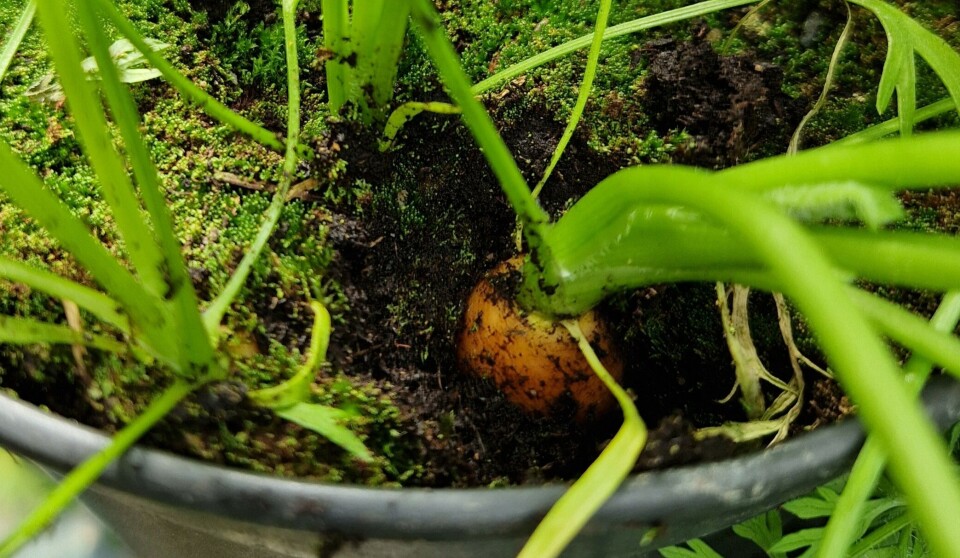 How to grow vegetables on your balcony: 'It's not too late to start now'