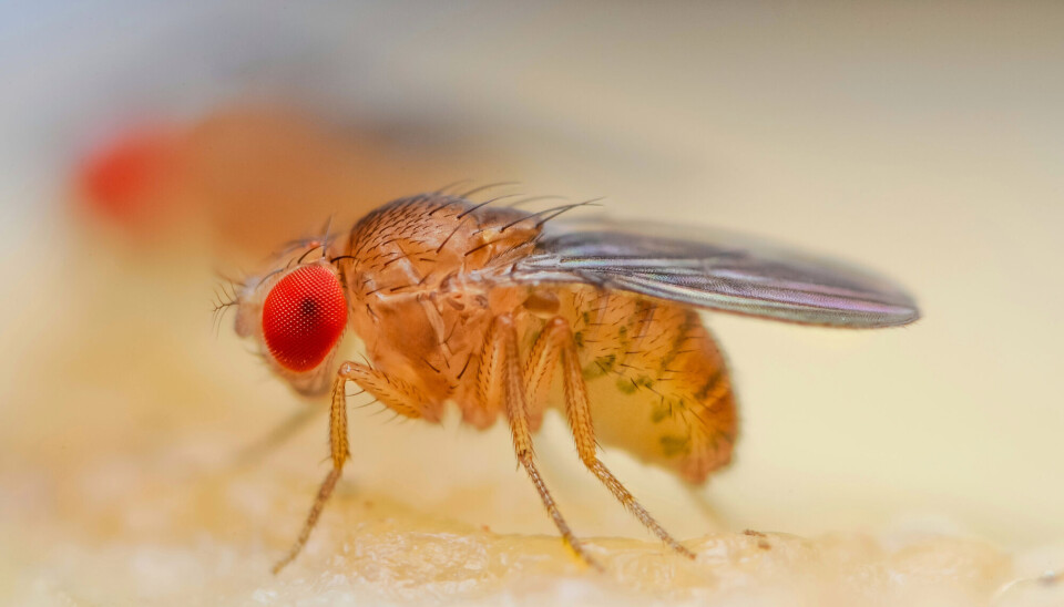 Researchers made small changes to the genes of fruit flies. Some woke and slept too early. Others barely got sleepy at all.