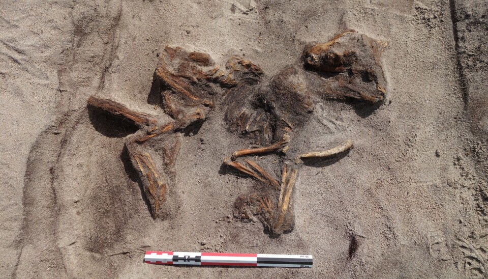 The small dog was placed at the feet of the deceased. While Niemi is unsure whether they will be able to identify the exact breed, she believes they will likely be able to determine what kind of dog it was.