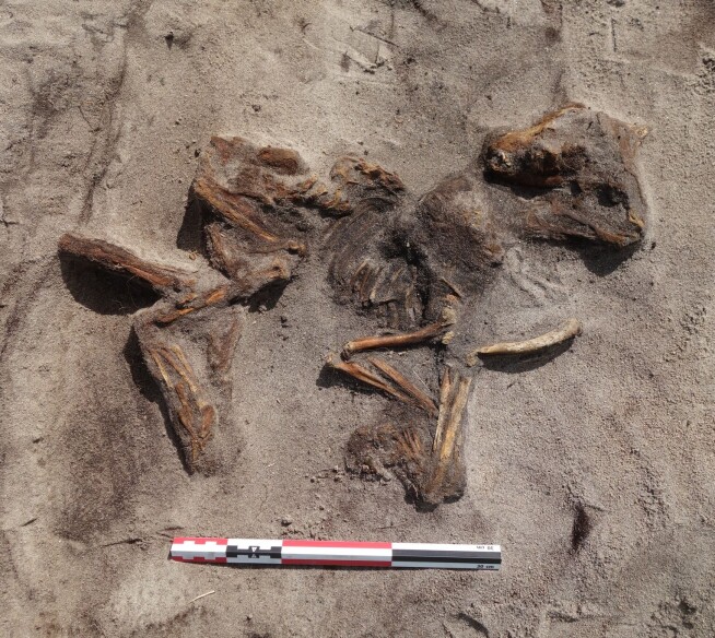 A Viking woman was buried here with her dog