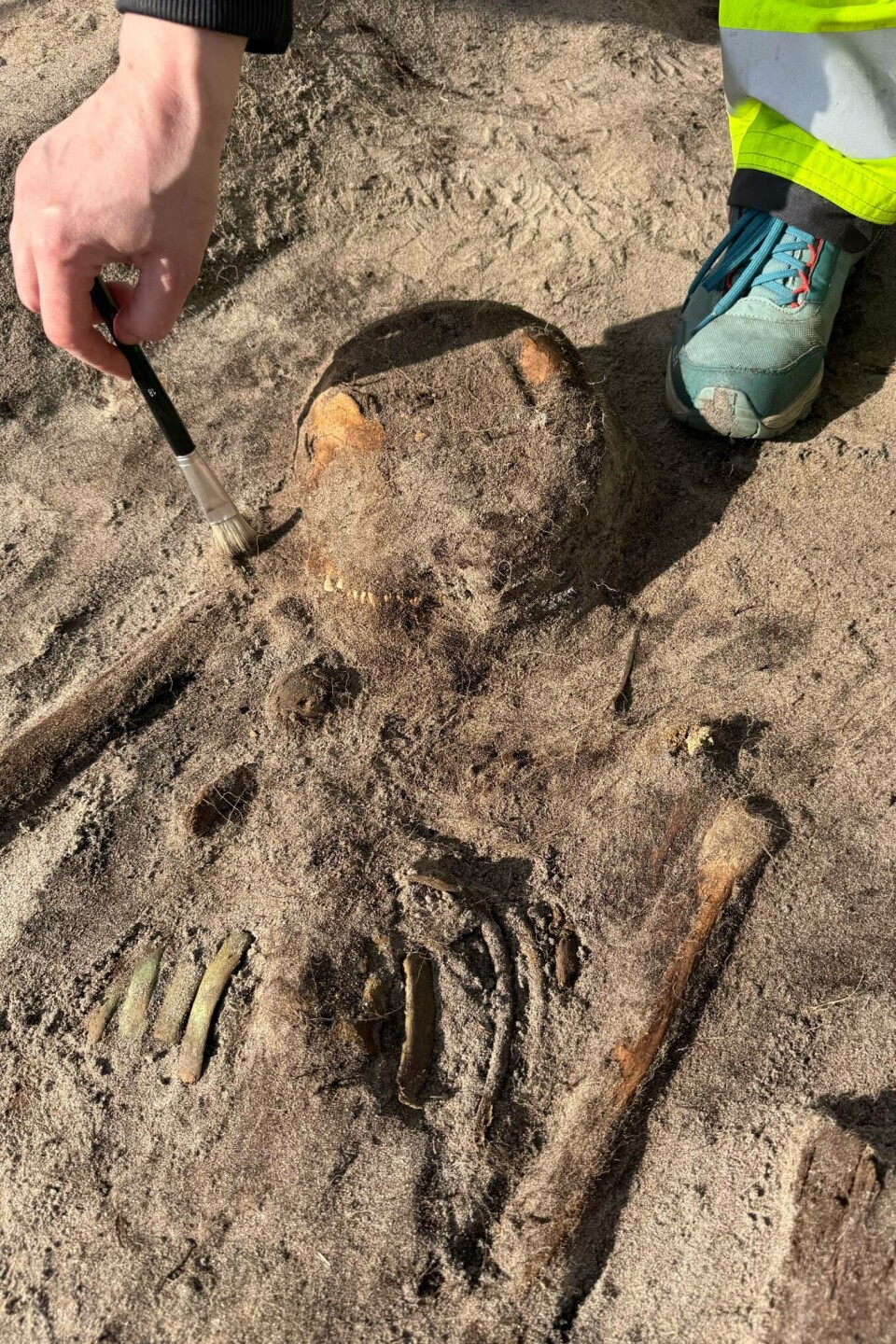 At first glance, the skeleton appears to be very well preserved, but the smaller parts are extremely fragile.