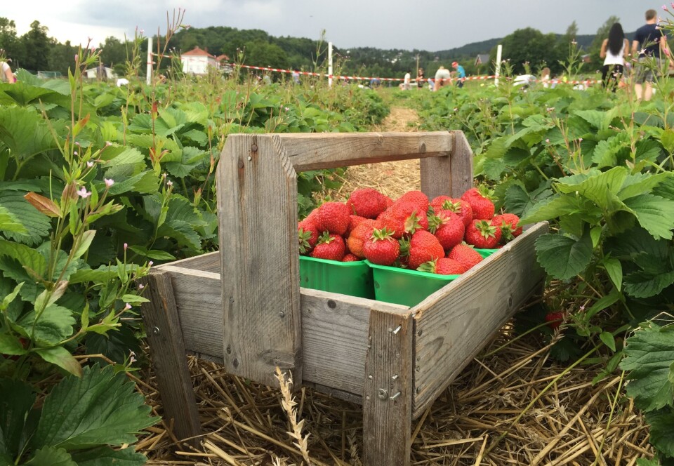 Raspberry and strawberry picking is a labour-intensive task that relies heavily on manual labour over a relatively short period. Cue migrant workers.