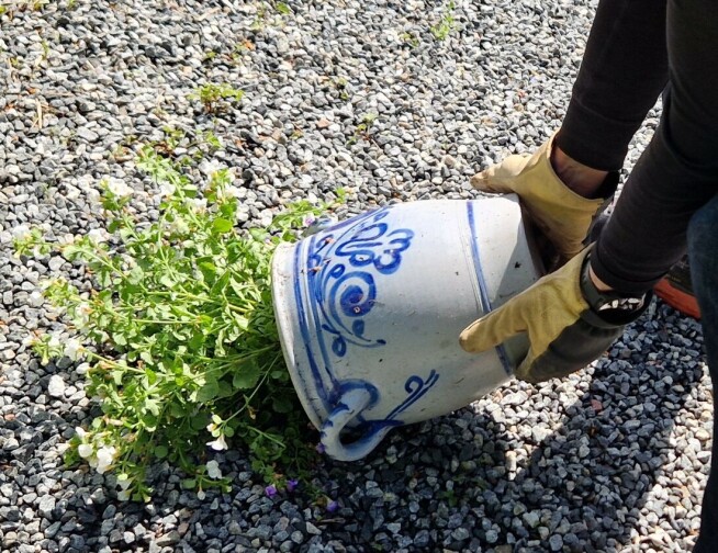 How to save your plants from rain and drought