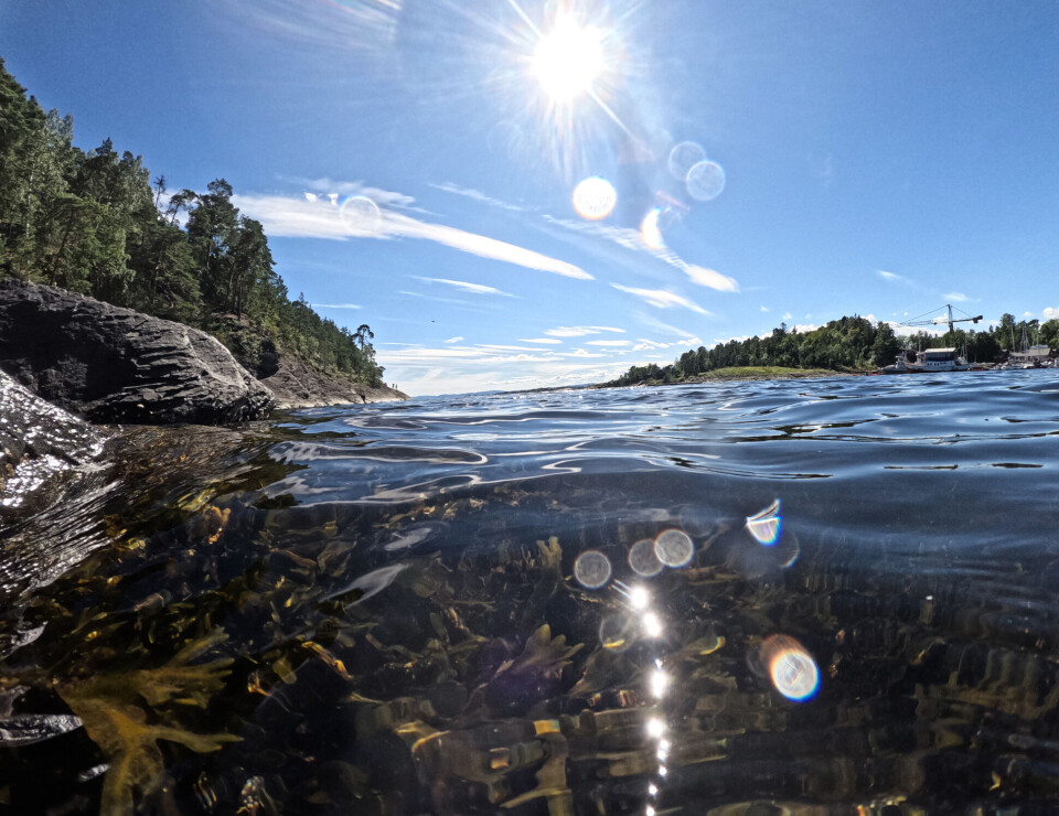 Researchers have found toxic chemicals from sunscreen in the Oslofjord.