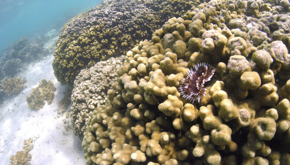 Hawaii discovered that certain sunscreens were damaging their coral reefs.