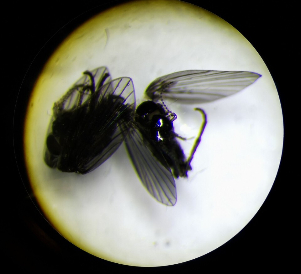Here are the moth flies. They are a type of gnat, named after the wing patterns that resemble those of a moth.