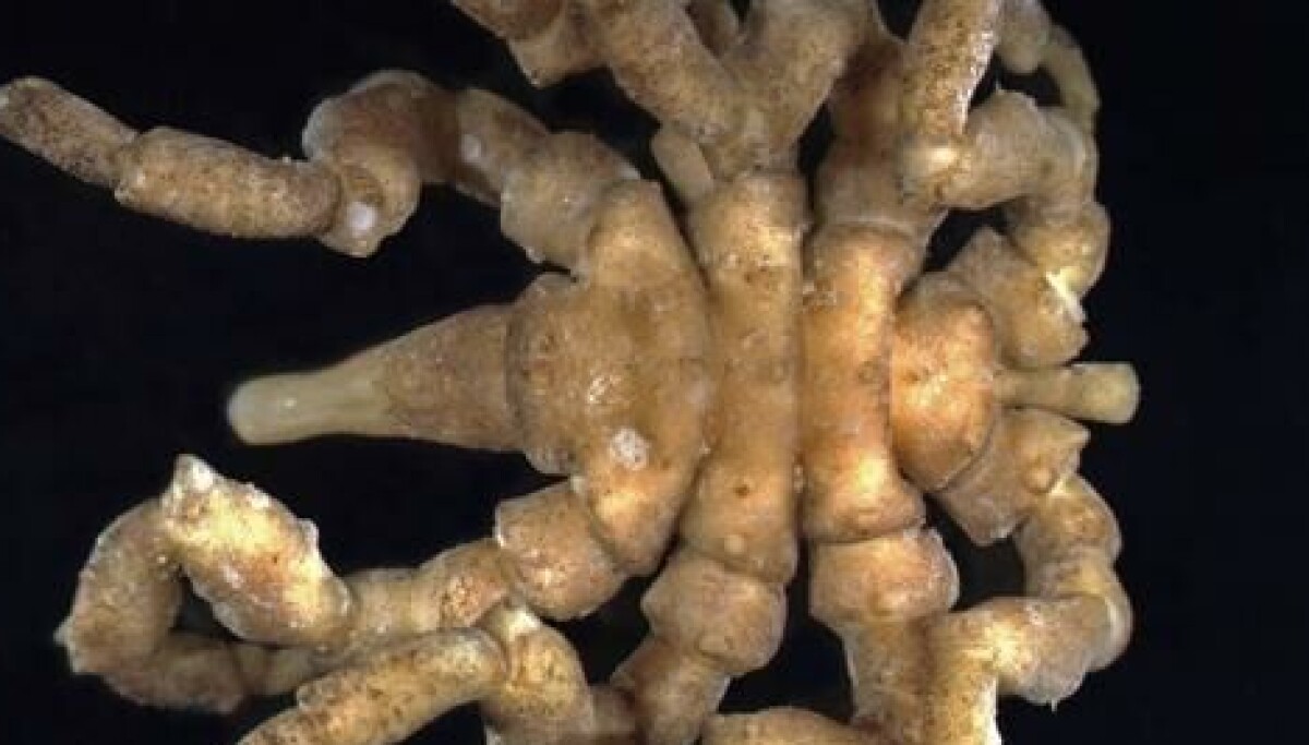 This sea spider can be found along Norwegian shores