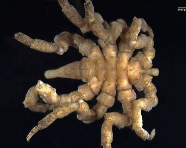 This sea spider can be found along Norwegian shores