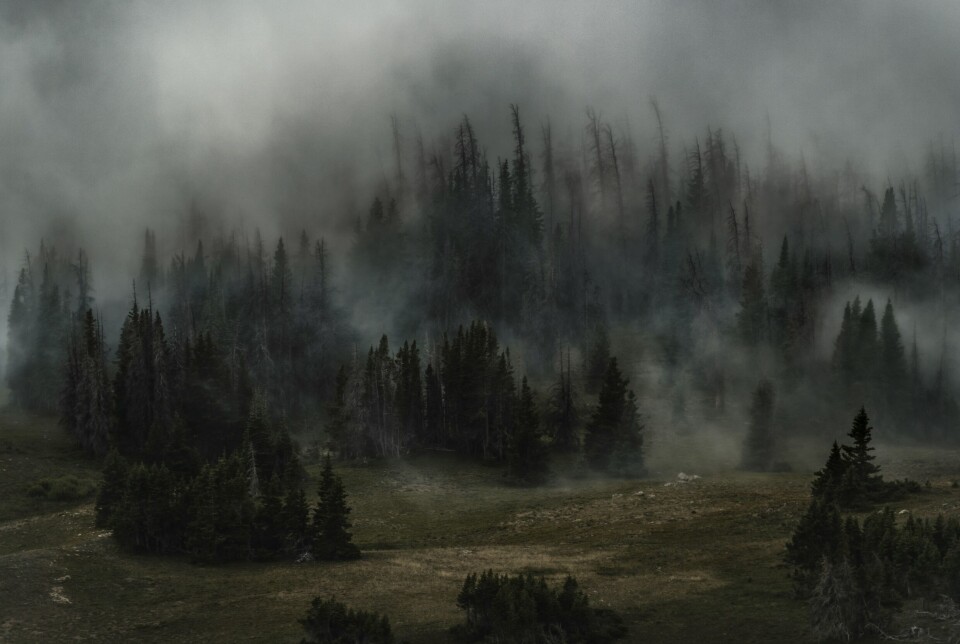 Heatwaves are becoming more frequent and severe, with ever more widespread droughts. With such droughts, the global risk of forest fires is also increasing.