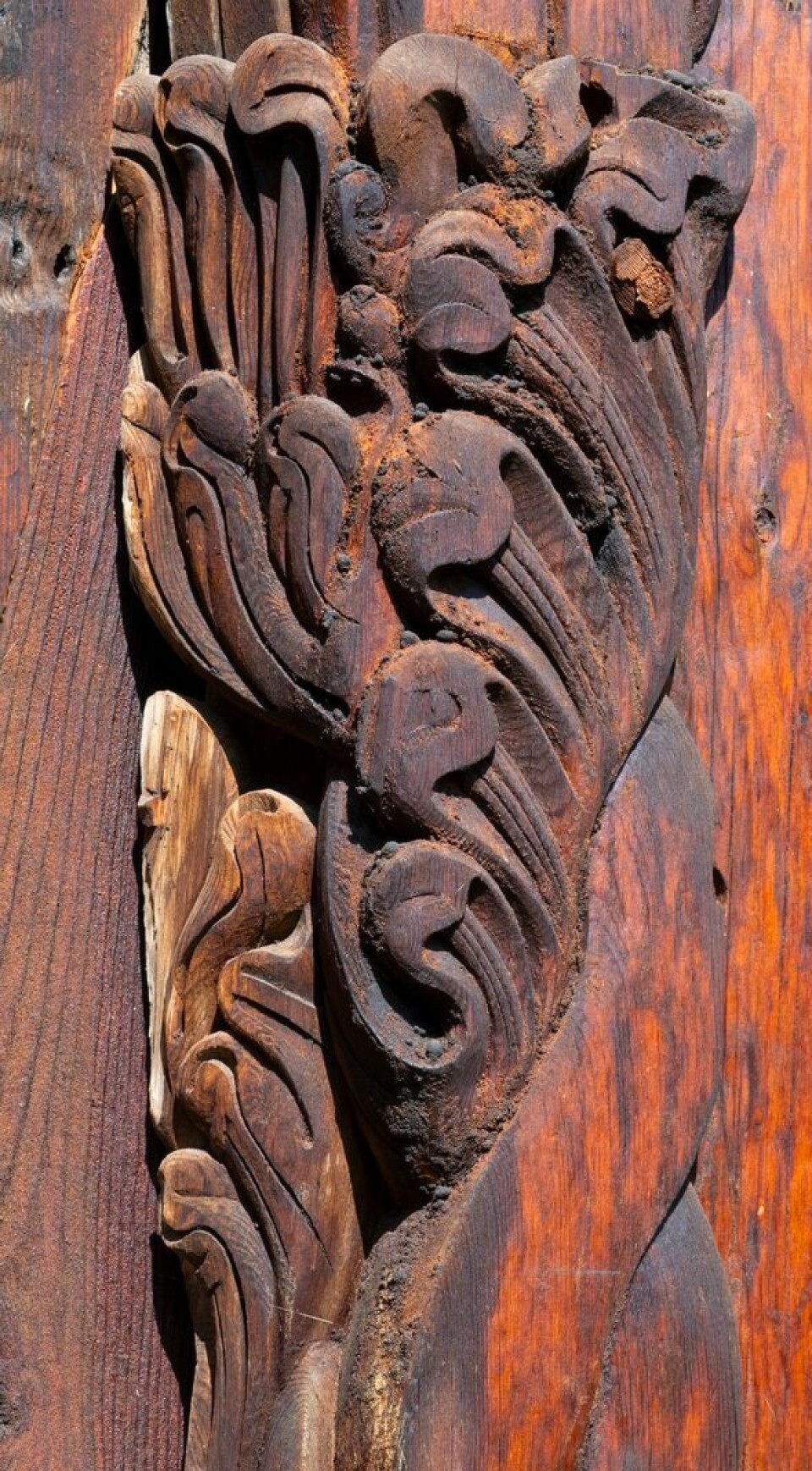The carvings are so detailed and deliberate that they couldn’t have been invented from scratch, says Margrete Andås. Detaljbilde av utskjæringer på stavkirkeportal. Utskjæringene forstiller bølgende bladverk.