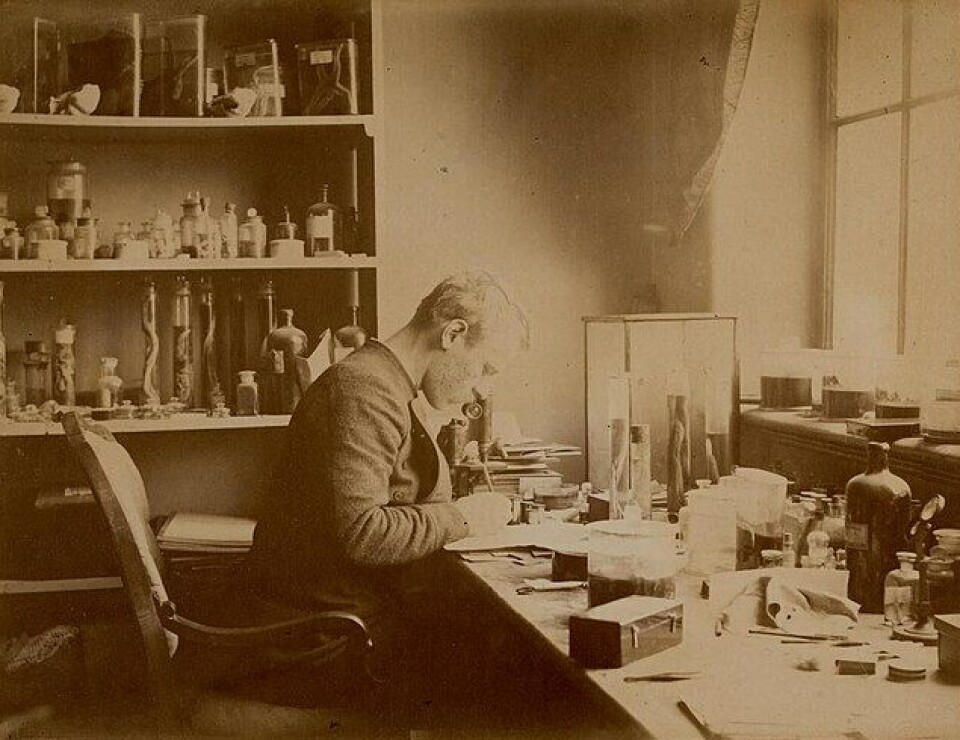 Fridtjof Nansen at work classifying plants and animals from the Arctic Ocean.