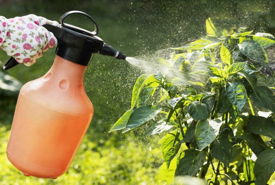 'Horticulturists found that chemicals made their work more efficient. They could fight weeds, insects, and fungi that damaged crops. But they also knew these chemicals were dangerous,' says Hilde Kristin Røsstad.