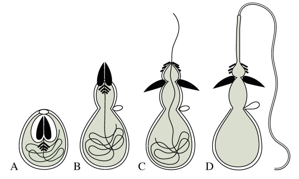 This is what a cnidocytes looks like before anyone touches it (from the left) until the toxic weapon is triggered. Skjematisk figur av neslecelle.