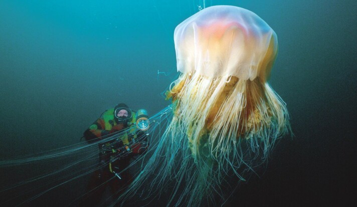 Why do jellyfish sting?