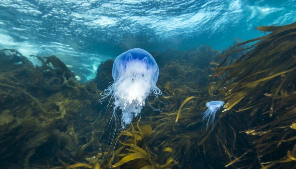 The blue jellyfish has become more common in Norway in recent years. To blå brennmaneter, en litt større og en litt mindre, i havet langs havbunnen.