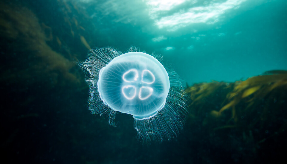 Only tiny creatures feel the toxin from the moon jelly's tentacles.