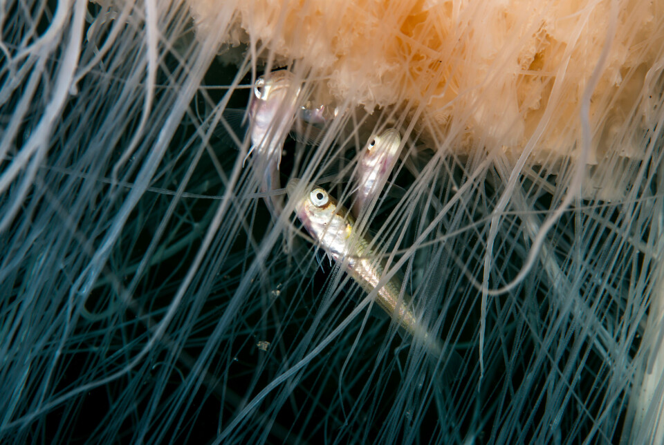 Not everyone is affected by the toxin. These small fish are immune and use the threads as a hiding place. Nærbilde av tre små fisk mellom trådene til en brennmanet.