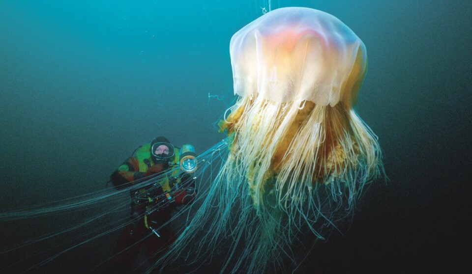 Jellyfish can grow up to two metres wide with tentacles as long as 30 metres. En dykker svømmer bak en enorm brennmanet.