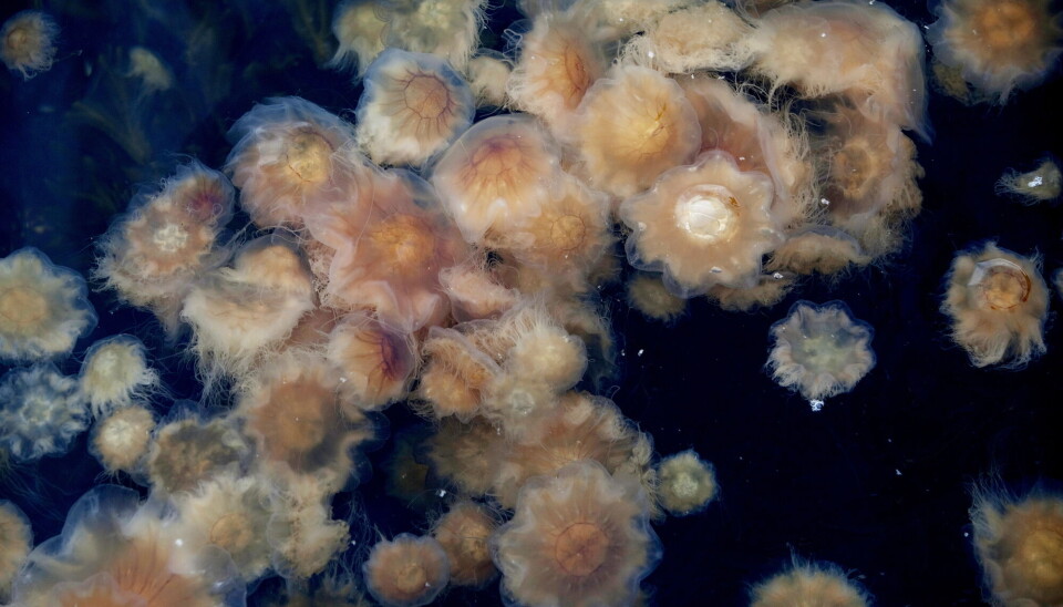 This is what the Norwegian coastline can look like when jellyfish gather in large numbers. Mange brennmaneter