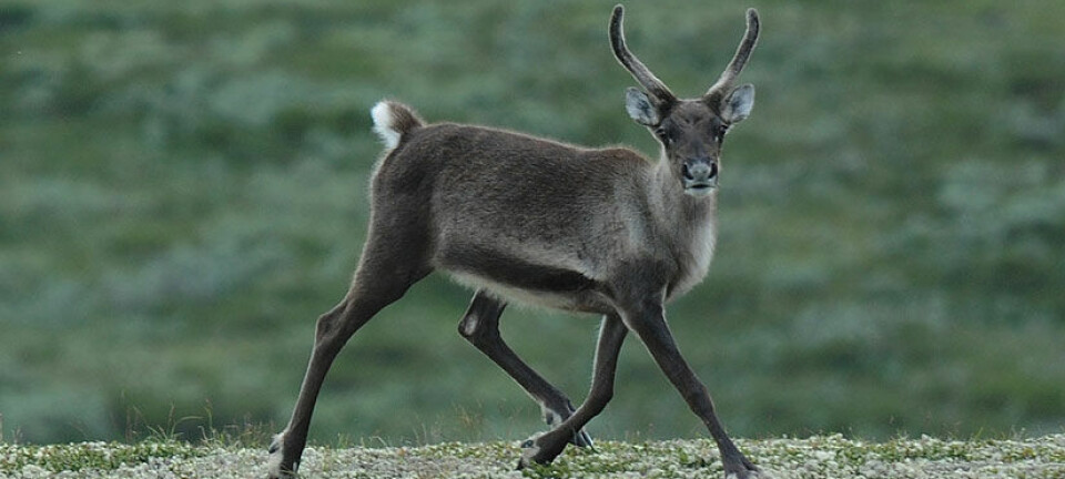 Could a tunnel help wild reindeer in Norway?