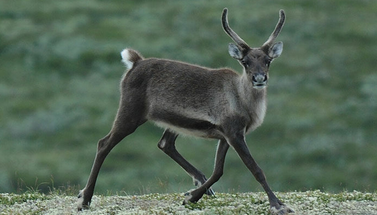 Could a tunnel help wild reindeer in Norway?