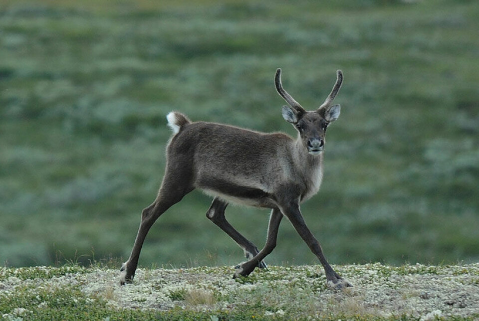 A wild reindeer calf.