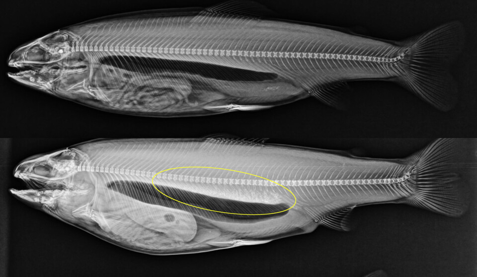 X-ray image of a rainbow trout without kidney stones (top) and with severe kidney stones (bottom).