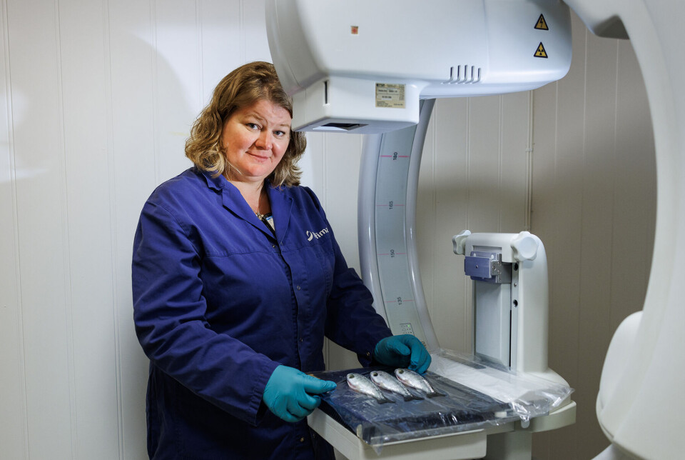 In addition to diagnosing salmon in Nofima's X-ray laboratory, Kirsti Hjelde can do it in the field.