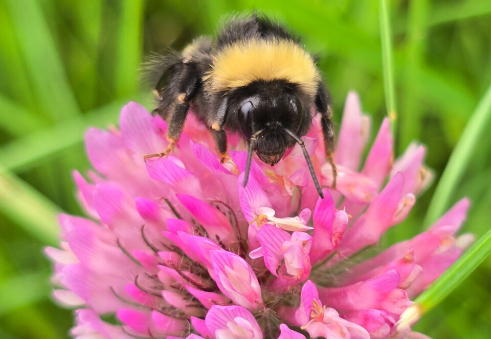 Will there be more bumblebees in Norway?