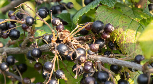 Banned in the US for nearly a century: 'We should all eat more of them'