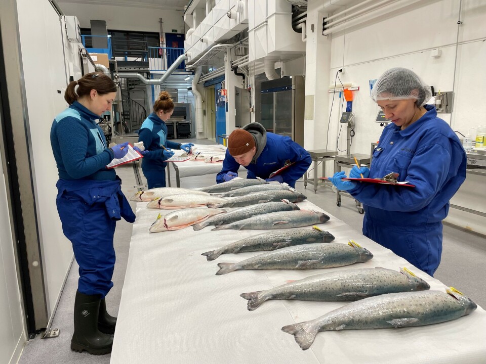Several experts at Nofima have been involved in the algae feed research. Here, work is being done to map the quality of salmon fed with algae cultivated using waste heat from Finnfjord AS.