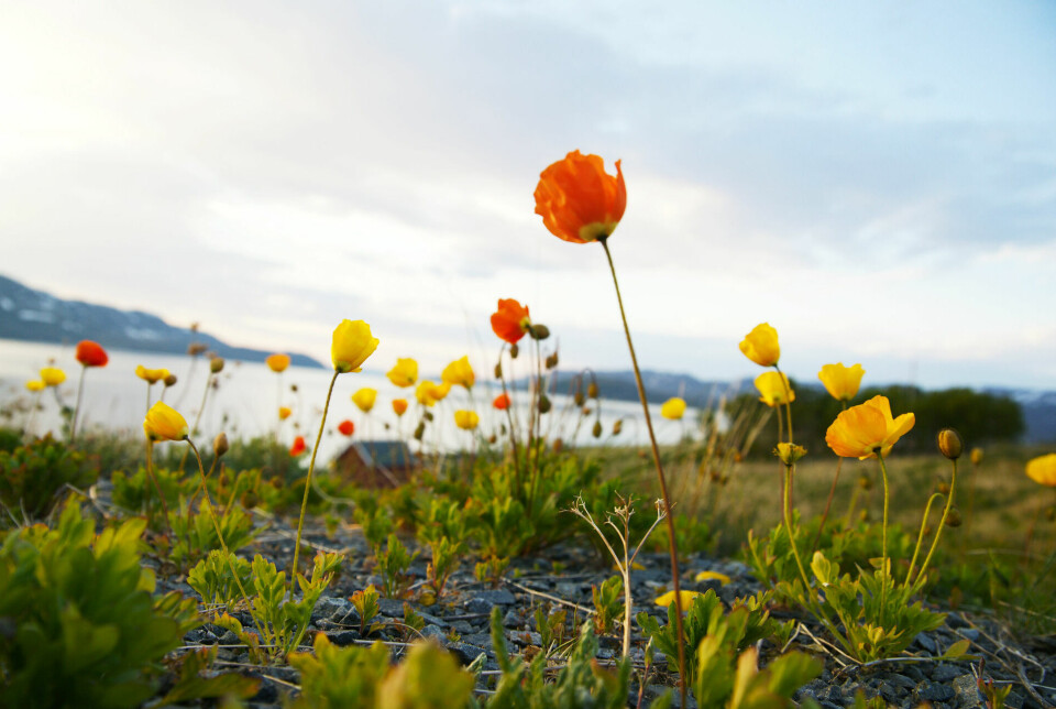 What is most important – fishing in the fjord? Sámi reindeer herding? Copper for wind turbines and electric cars? Preventing depopulation, or having enough money in the municipal budget to maintain schools and nursing homes? This photo from Repparfjord.