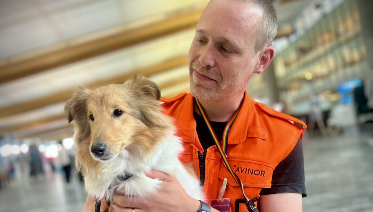 Do therapy dogs at airports help calm anxious travellers?