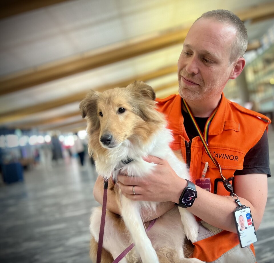 Do therapy dogs at airports help calm anxious travellers?