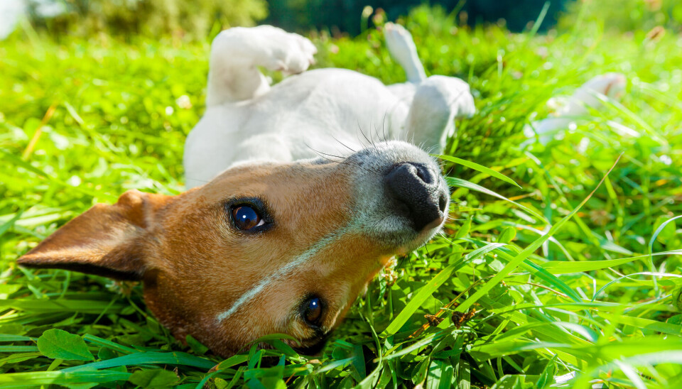 Animals also spend a lot of time in the sun during summer. Can it be dangerous?