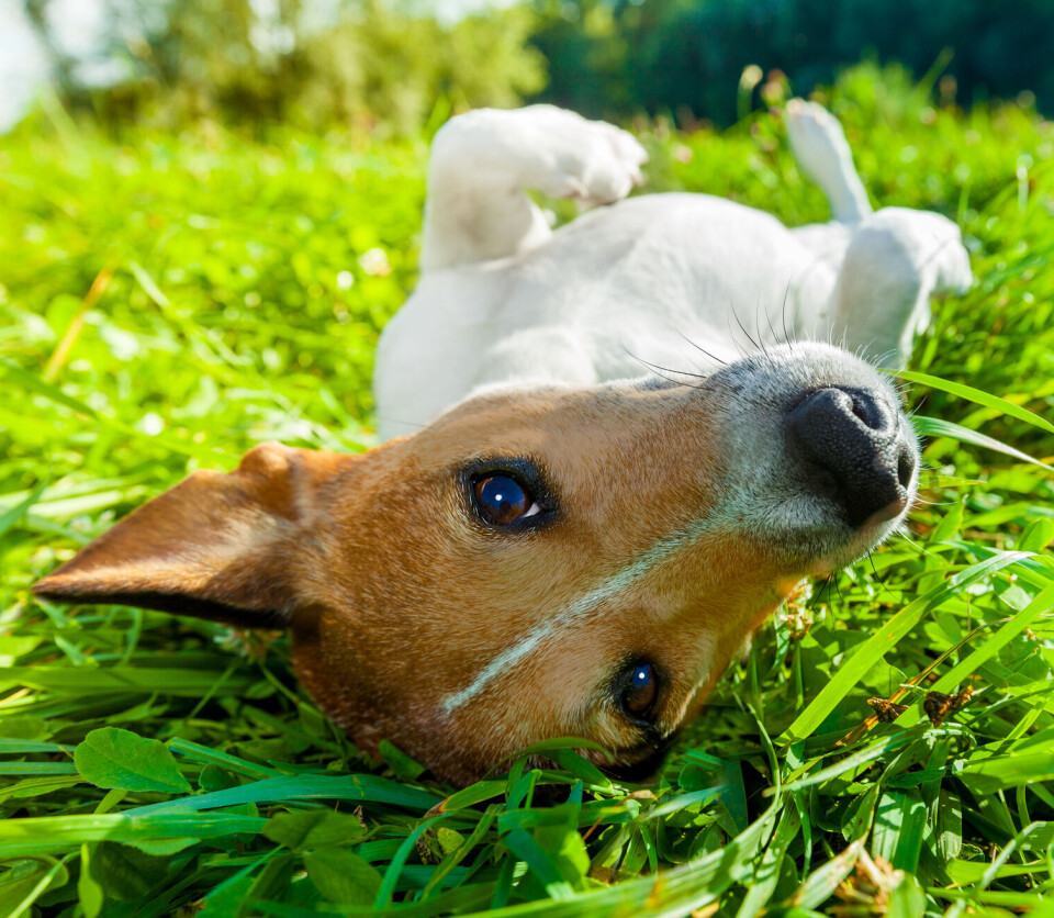 Can animals also get sunburned?