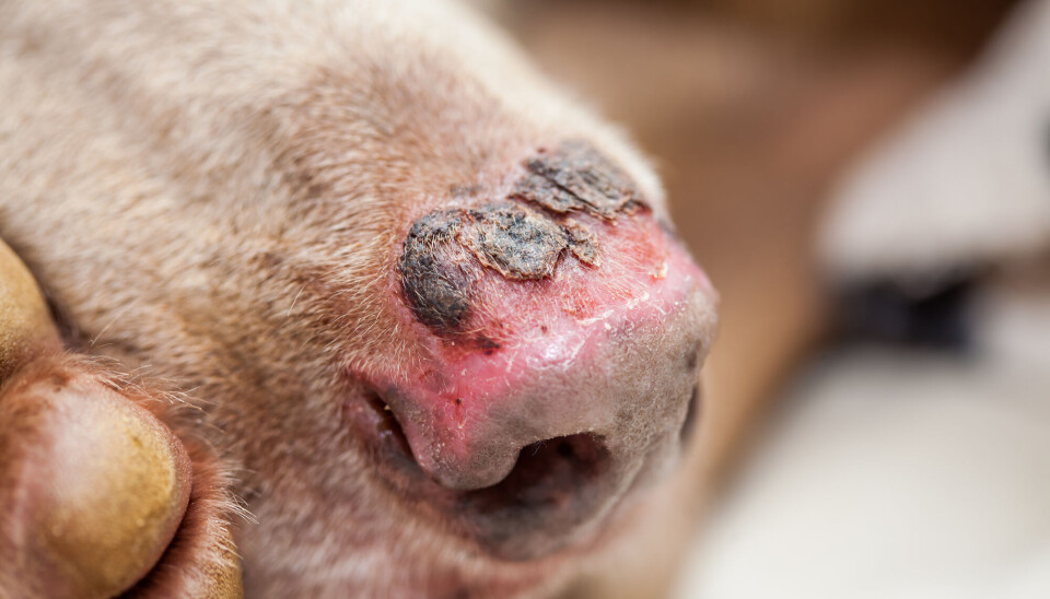 This is what a sunburned nose on a dog can look like.