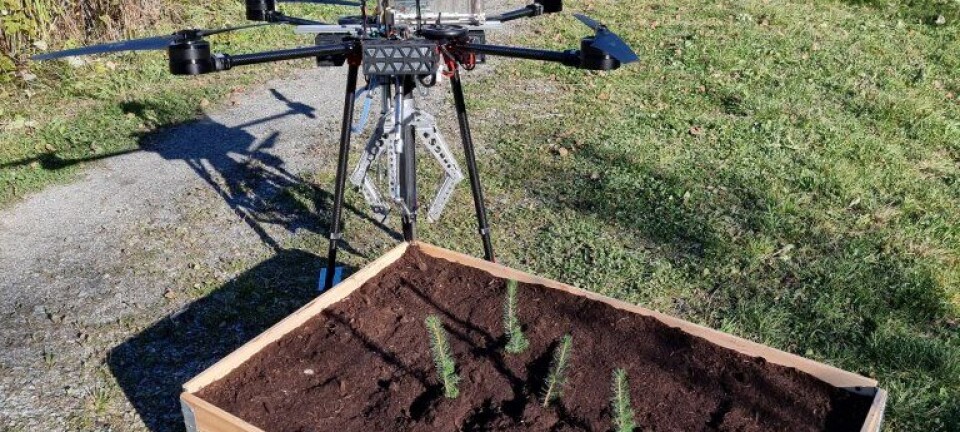 Can drone-mounted tree planting replace manual tree planting?